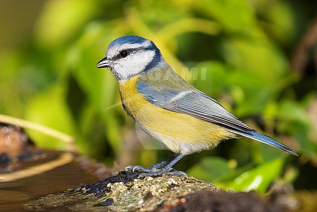 Eurasian Blue Tit (Cyanistes caeruleus), side view of an adult perched on a piece of a bark, Campania, Italy stock-image by Agami/Saverio Gatto,