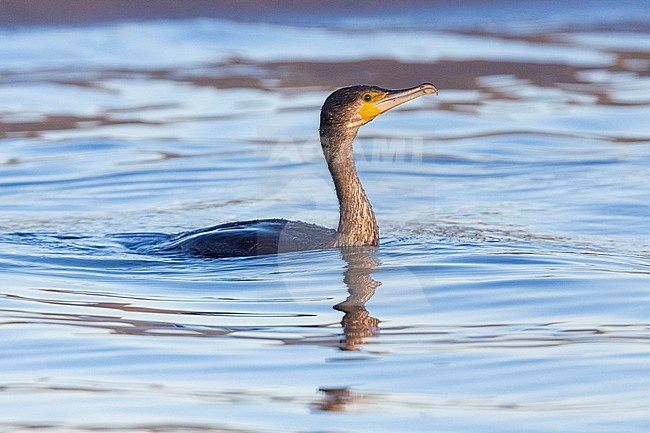 Great Cormorant (Phalacrocorax carbo sinensis), side view of a juvenile swimming in the water, Campania, Italy stock-image by Agami/Saverio Gatto,