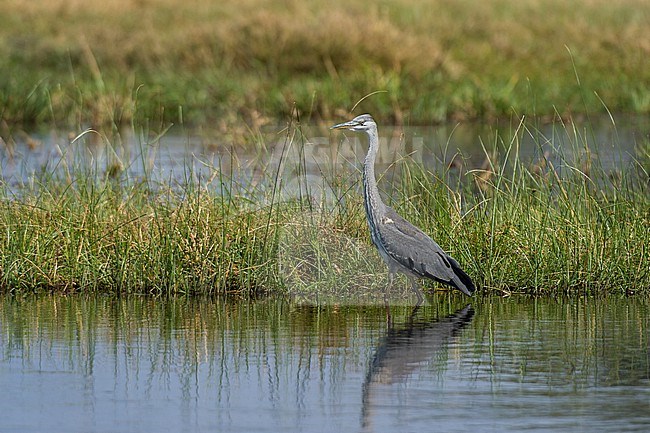 A gray heron, Ardea cinerea, walking in water among aquatic grasses. Savute Marsh, Chobe National Park, Botswana. stock-image by Agami/Sergio Pitamitz,