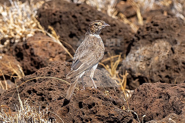 Williams's Lark (Mirafra williamsi) perched on the ground in lava field in northern Kenya. This species is restricted to rocky, lava-strewn plains in semi-desert, in two areas of Kenya. stock-image by Agami/Andy & Gill Swash ,