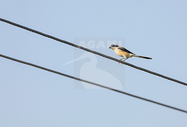 Adult Bay-backed Shrike, Lanius vittatus, during autumn migration  in India. stock-image by Agami/Marc Guyt,
