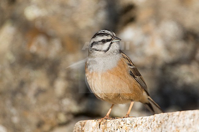 Rock Bunting -Zippammer - Emberiza cia ssp. cia, Spain, adult male stock-image by Agami/Ralph Martin,