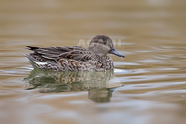Vrouwtje Wintertaling, Common Teal female stock-image by Agami/Daniele Occhiato,