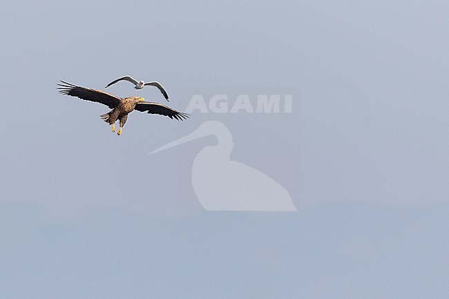 White-tailed Sea-Eagle - Seeadler - Haliaeetus albicilla, Russia (Baikal), adult, attacked by Common Gull stock-image by Agami/Ralph Martin,