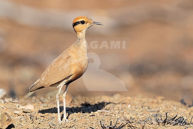 Temminck's Courser (Cursorius temminckii), sive view of an adult standing on the ground, Mpumalanga, South Africa stock-image by Agami/Saverio Gatto,