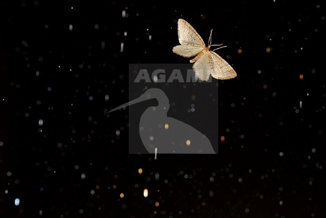 Vliegende nachtvlinder, Flying Moth stock-image by Agami/Rob de Jong,