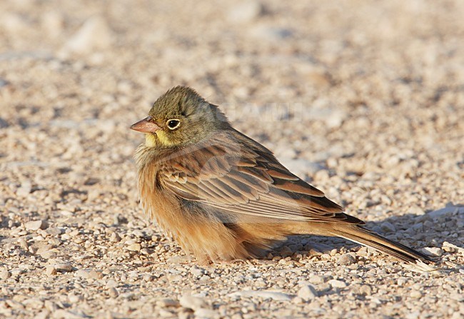 Mannetje Ortolaan in zit; Male Ortolan Bunting perched stock-image by Agami/Markus Varesvuo,