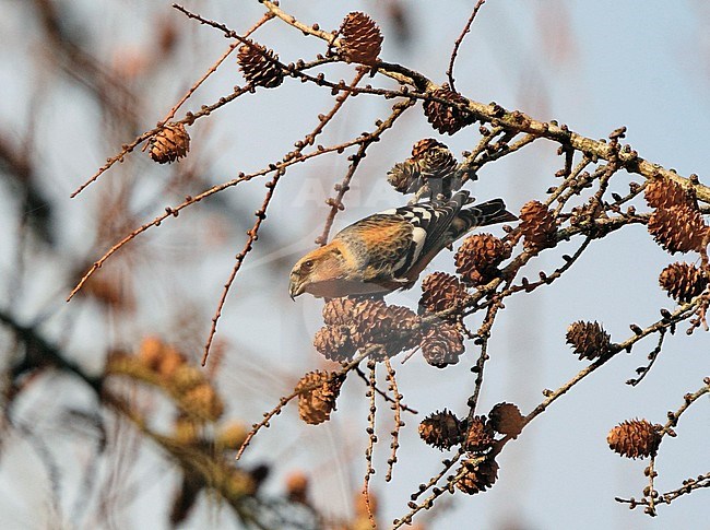 Male Two-barred Crossbill (Loxia leucoptera bifasciata) at Gribskov in Denmark. stock-image by Agami/Helge Sorensen,