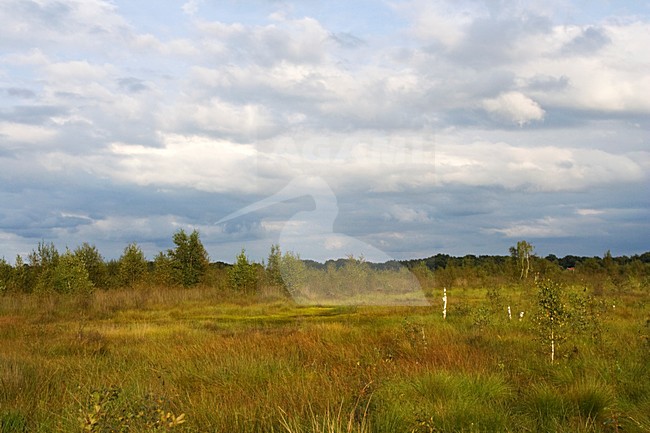 Haaksbergerveen, Netherlands stock-image by Agami/Marc Guyt,
