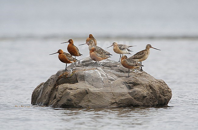Flock of Bar-tailed Godwits (Limosa lapponica) resting on a rock in the sea at Varanger, Norway. Femae reddish type in the middle. stock-image by Agami/Helge Sorensen,