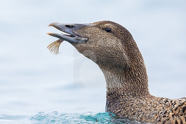 Common Eider (Somateria mollissima borealis), close-up of an adult female feeding on a Sole, Southern Region, Iceland stock-image by Agami/Saverio Gatto,
