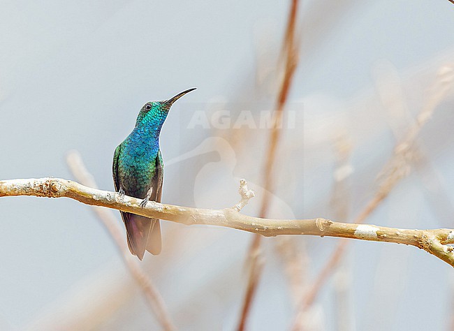 Male Veraguan mango (Anthracothorax veraguensis) in Panama. stock-image by Agami/Pete Morris,