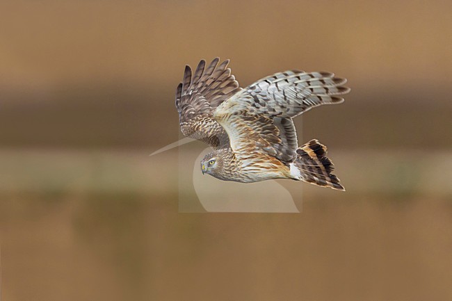 Blauwe Kiekendief vrouw in vlucht; Hen Harrier female in flight stock-image by Agami/Daniele Occhiato,