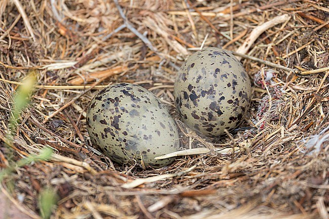 A pair of Yellow-legged Gulls eggs are seen in their nest near Cagliari Sardinia. stock-image by Agami/Jacob Garvelink,