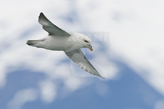 Northern Fulmar (Fulmarus glacialis auduboni), adult in flight stock-image by Agami/Saverio Gatto,