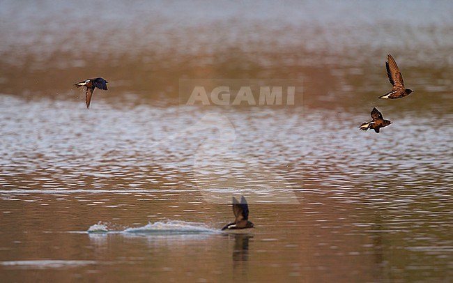 Brown-backed Needletail (Hirundapus giganteus) flock flying over water and some birds drinking at Khao Yai, Thailand stock-image by Agami/Helge Sorensen,