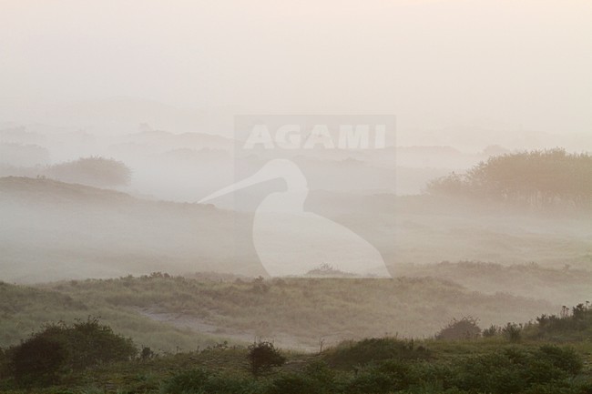 Mist over Berkheide, Fog over Berkheide stock-image by Agami/Menno van Duijn,