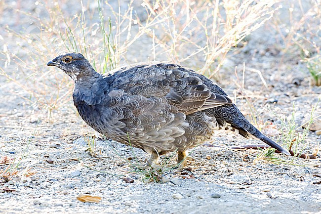 Sooty Grouse perched on side of the road stock-image by Agami/Marc Guyt,