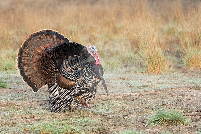 Adult male
Santa Barbara Co., CA
November 2021 stock-image by Agami/Brian E Small,