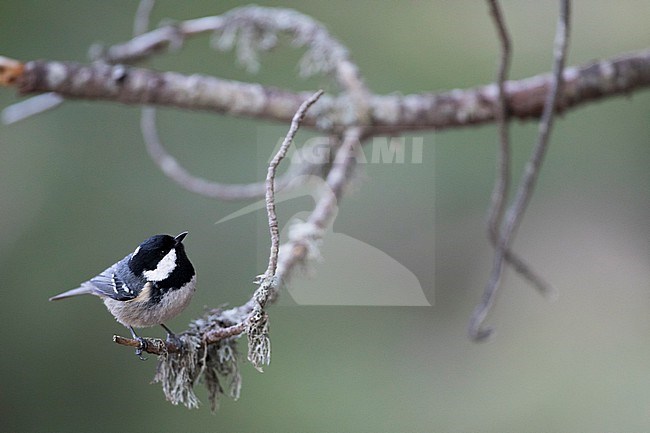 Coal Tit (Parus ater ssp. ater), Germany (Baden-Württemberg) stock-image by Agami/Ralph Martin,