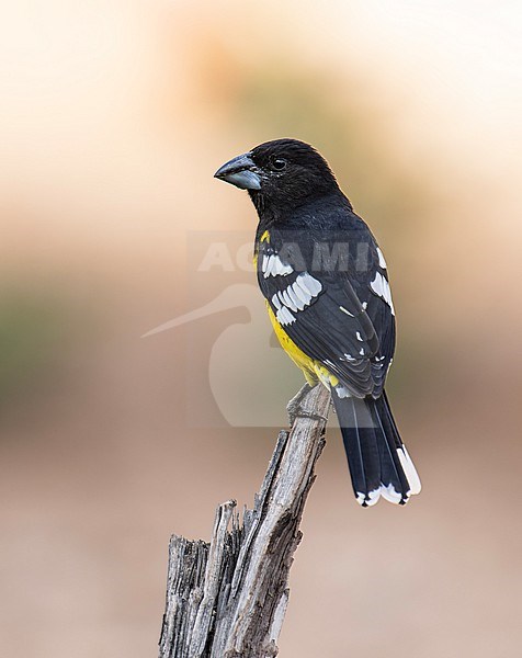 A male Black-backed Grosbeak (Pheucticus aureoventris terminalis) (subspecies) perched on a trunk in Cusco, Peru, South-America. stock-image by Agami/Steve Sánchez,