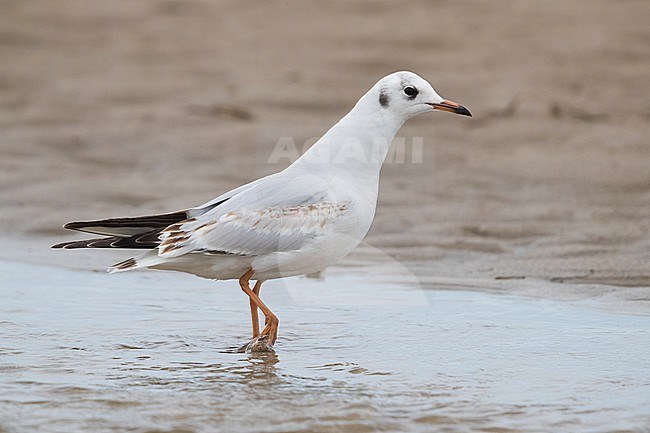 Black-headed Gull (Chroicocephalus ridibundus), juvenile walking in shallow water stock-image by Agami/Saverio Gatto,