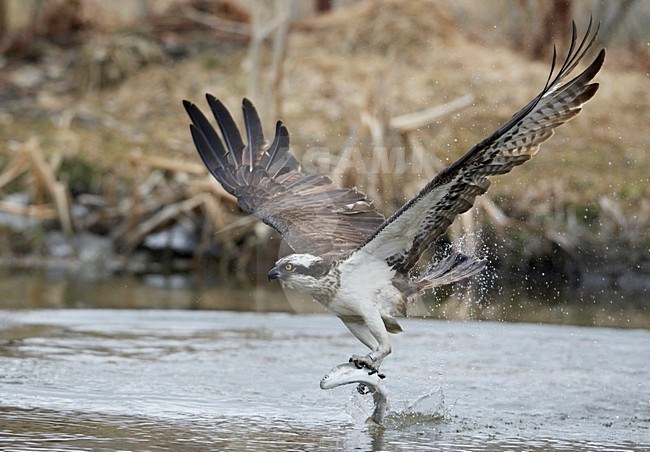 Visarend met vis; Osprey with fish stock-image by Agami/Markus Varesvuo,