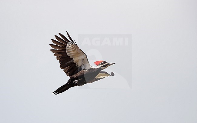 Pileated Woodpecker (Dryocopus pileatus) in flight at Everglades NP, Florida, USA stock-image by Agami/Helge Sorensen,