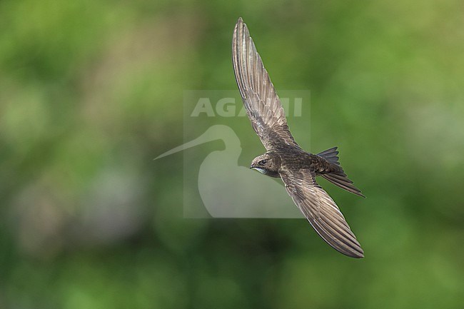 Common Swift (Apus apus) flying agains green background in Bulgaria. stock-image by Agami/Marcel Burkhardt,