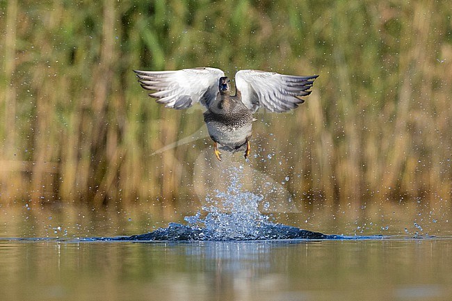 Gadwall (Mareca strepera), front view of an adult malein flight, Campania, Italy stock-image by Agami/Saverio Gatto,
