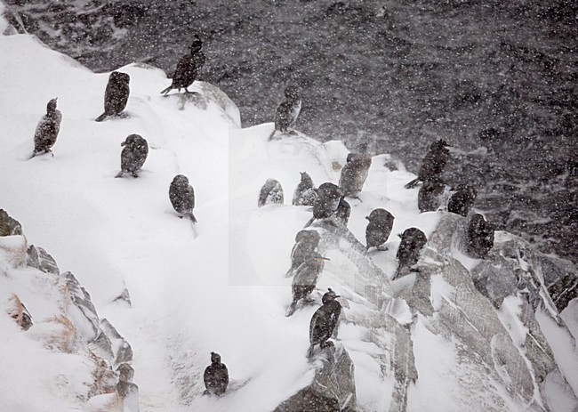 Kuifaalscholvers in de broedkolonie; European Shags in breeding colony stock-image by Agami/Markus Varesvuo,