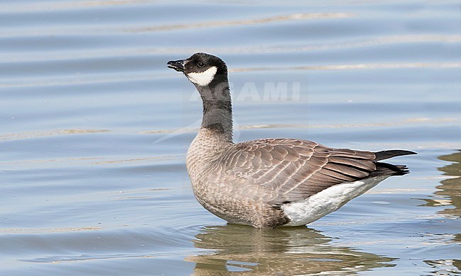 First-winter Cackling Goose (Branta hutchinsii minima) standing in Salinas wetlands in Monterey, California, United States stock-image by Agami/Brian Sullivan,