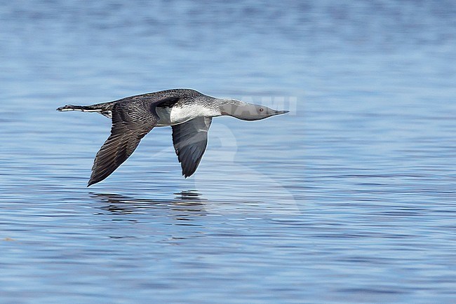 Adult breeding Red-throated Diver (Gavia stellata) in flight at Churchill, Manitoba, Canada.
June 2017 stock-image by Agami/Brian E Small,