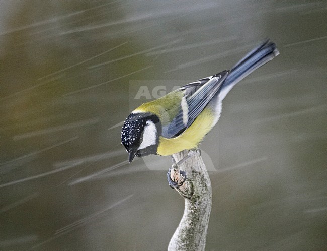 Koolmees zittend op tak; Great Tit perched on branch stock-image by Agami/Markus Varesvuo,