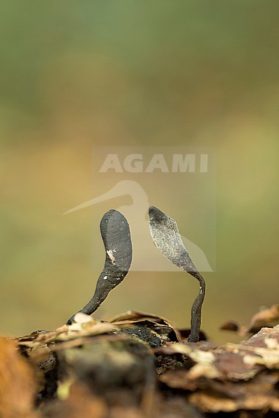 houtknotszwam; Dead Man's fingers; stock-image by Agami/Walter Soestbergen,