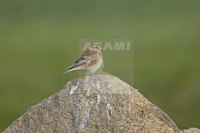 Twite perched on rock, Frater zittend op rots stock-image by Agami/Jari Peltomäki,