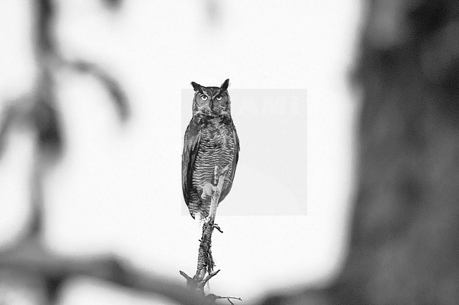 Great Horned Owl (Bubo virginianus) taken the 21/06/2022 at Seward - Alaska. stock-image by Agami/Nicolas Bastide,
