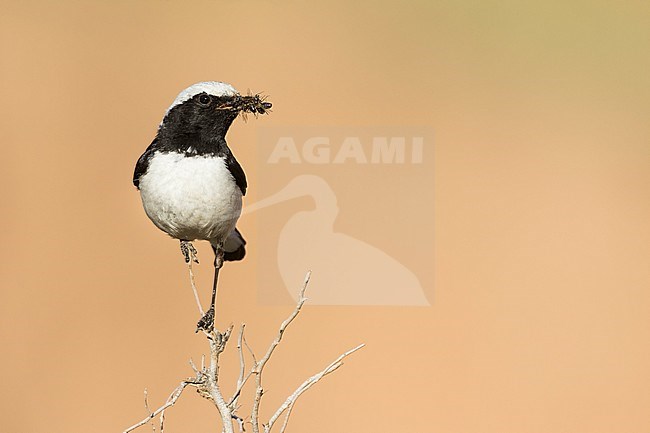 Finsch's Wheatear (Oenanthe finschii barnesi) Tajikistan, adult male perched on a branch with food stock-image by Agami/Ralph Martin,