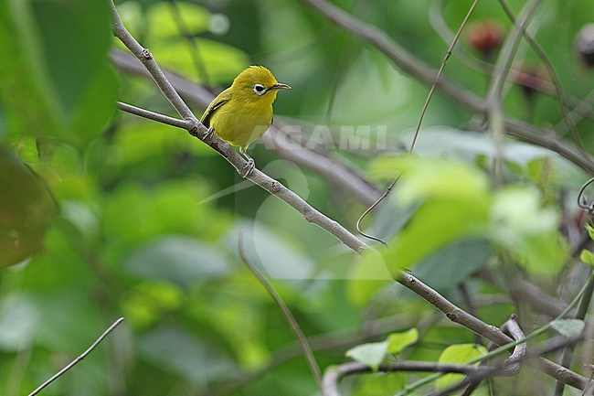 Wakatobi white-eye (Zosterops flavissimus) on the Wakatobi Islands off Southeast Sulawesi, Indonesia. stock-image by Agami/James Eaton,