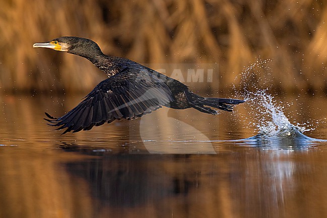 Great Cormorant, Phalacrocorax carbo sinensis, in Italy. stock-image by Agami/Daniele Occhiato,