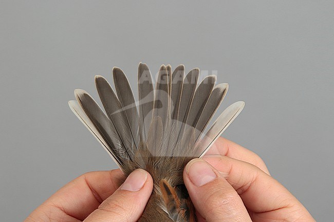 Adult Common Whitethroat (Curruca communis) caught at the Ottenby Bird Observatory ringing station situated at the southern point of the Baltic island Öland in south-east Sweden. stock-image by Agami/Magnus Hellström,