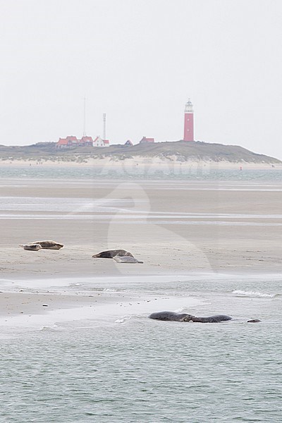 Grey Seal at the beach stock-image by Agami/Theo Douma,