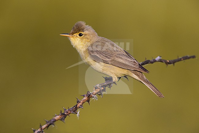 Melodious Warbler, Hippolais polyglotta, in Italy. stock-image by Agami/Daniele Occhiato,