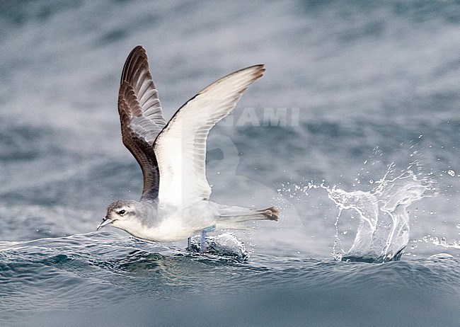 Fairy Prion (Pachyptila turtur) flying over the ocean off the coast of Kaikoura in New Zealand. Foraging in flight over slick made by chum during a chumming session. stock-image by Agami/Marc Guyt,