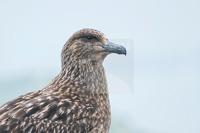 Great Skua - Skua - Catharacta skua, Iceland, adult stock-image by Agami/Ralph Martin,