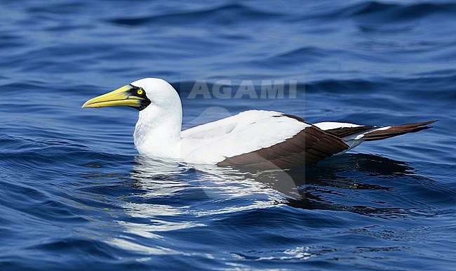 Masked Booby, Sula dactylatra, off the coast of Oman. Swimming at sea. stock-image by Agami/Aurélien Audevard,