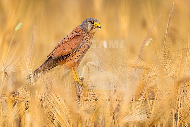 Male Common Kestrel (Falco tinnunculus) in Italy. stock-image by Agami/Daniele Occhiato,