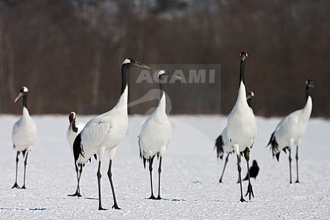 Chinese Kraanvogel; Red-crowned Crane stock-image by Agami/Marc Guyt,