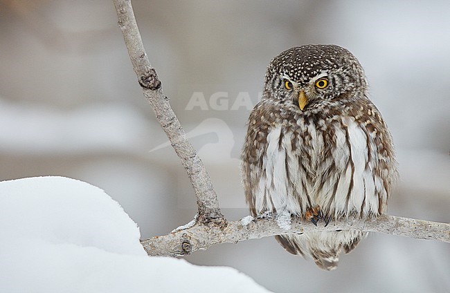 Eurasian Pygmy Owl (Glaucidium passerinum) in taiga forest near Kuusamo in Finland. stock-image by Agami/Markus Varesvuo,