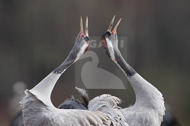 Kraanvogel baltsend; Common Crane displaying stock-image by Agami/Bence Mate,